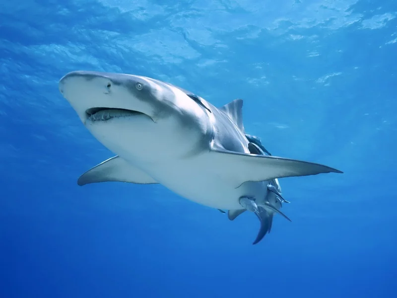 shark, nature, wildlife, sea, fish, animals