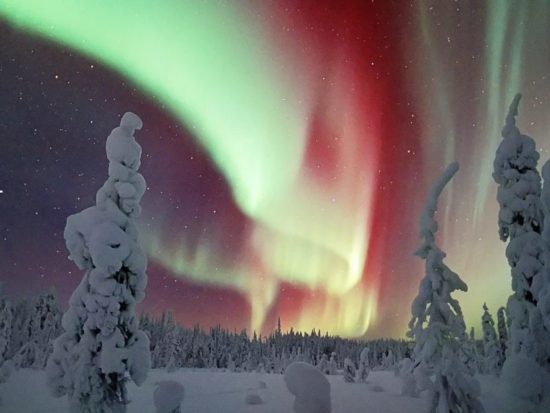 nature, winter, snow, forest, northern lights