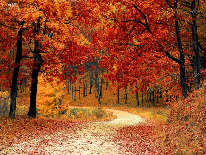 autumn, season, brown, plant, ecoregion, photo, screensaver