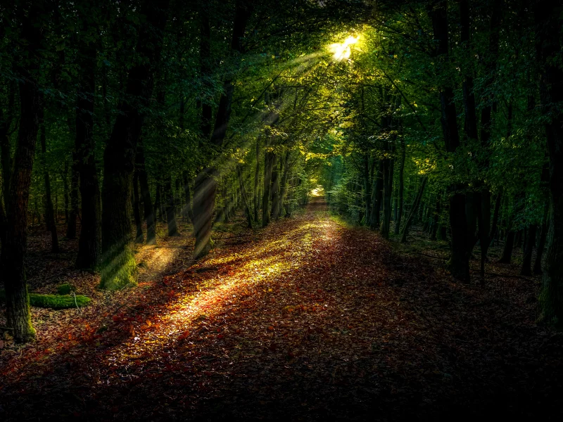 forest, path forest, damaksnis, plant, street light