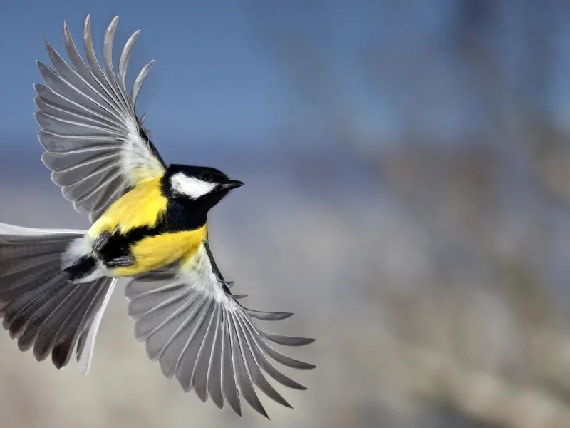 bird, small bird, tit, flight