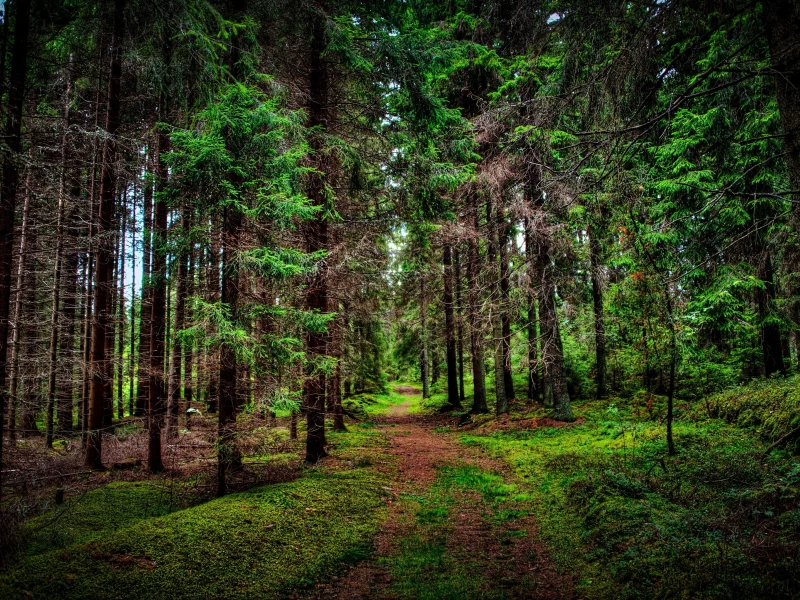 nature, landscape, trees, forest, wood, branch, leaves, path, grass