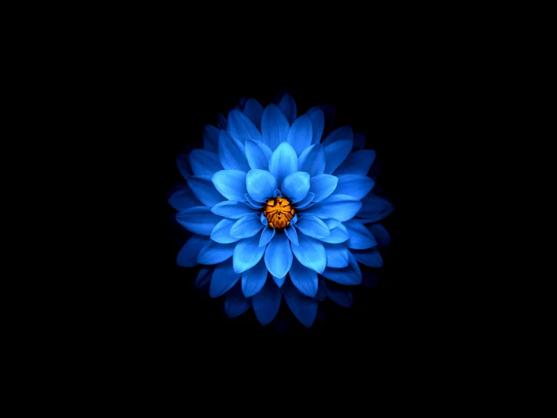 flowers, artist, digital art, apple