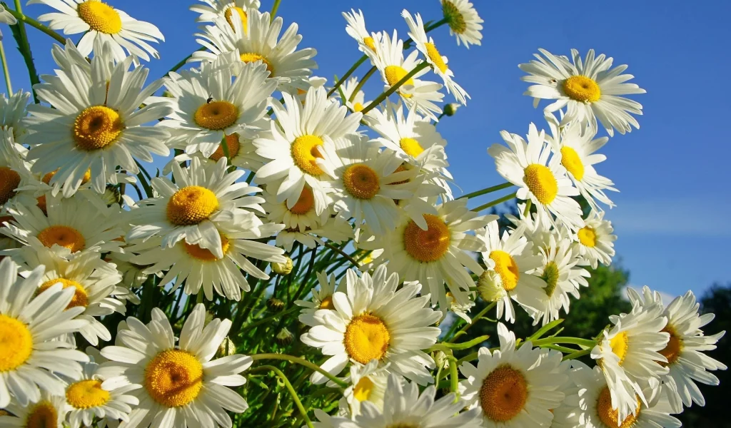 beautiful, summer, flowers, chamomile