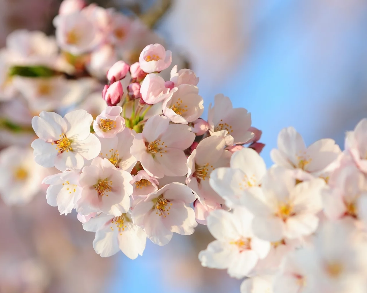 flowers, branch