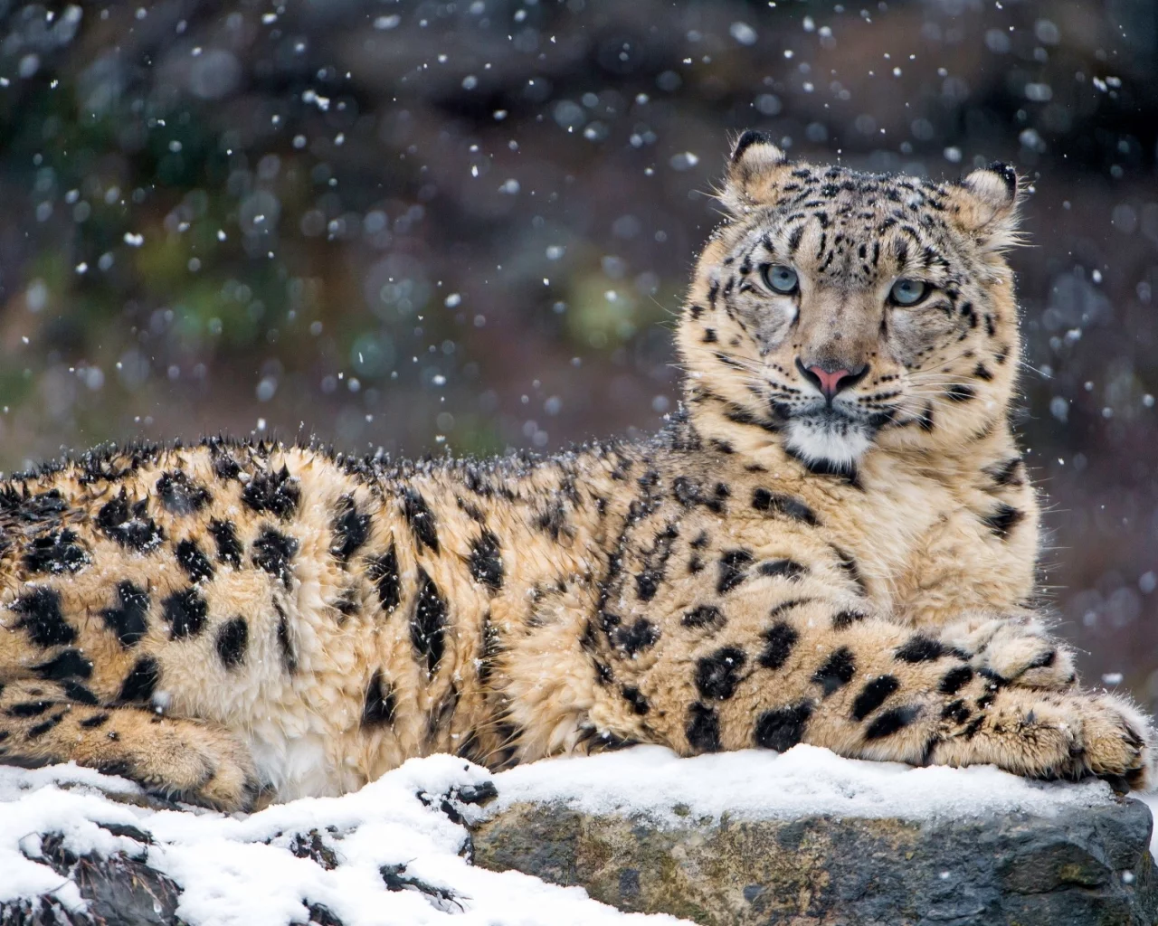 animal, snow leopard, snow