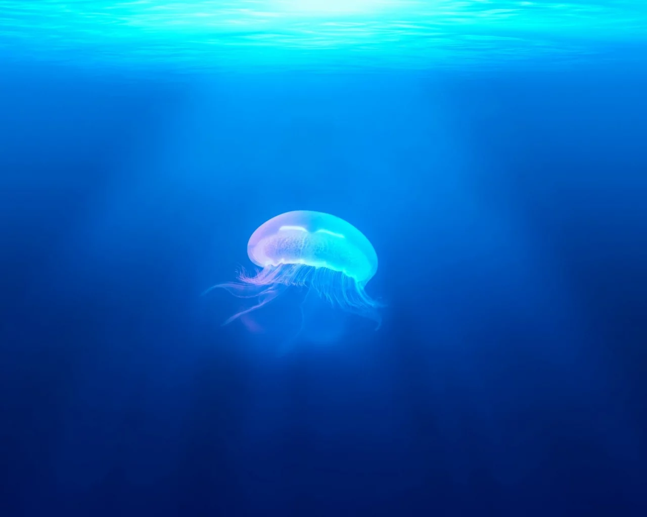 jellyfish, underwater