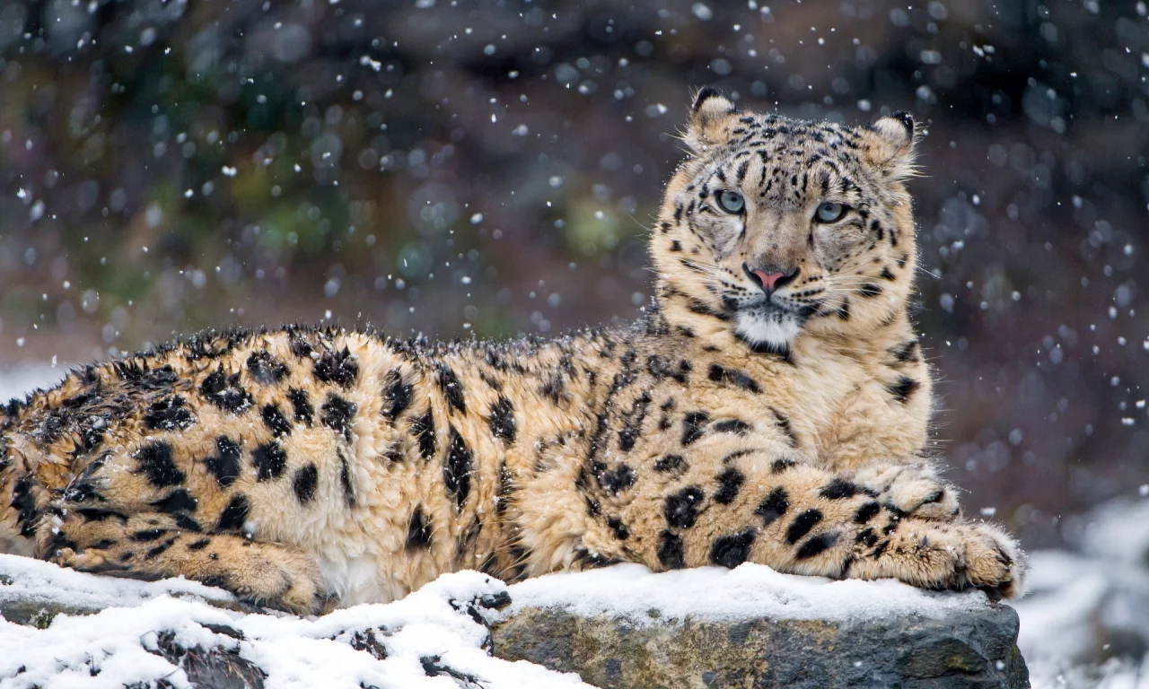 animal, snow leopard, snow