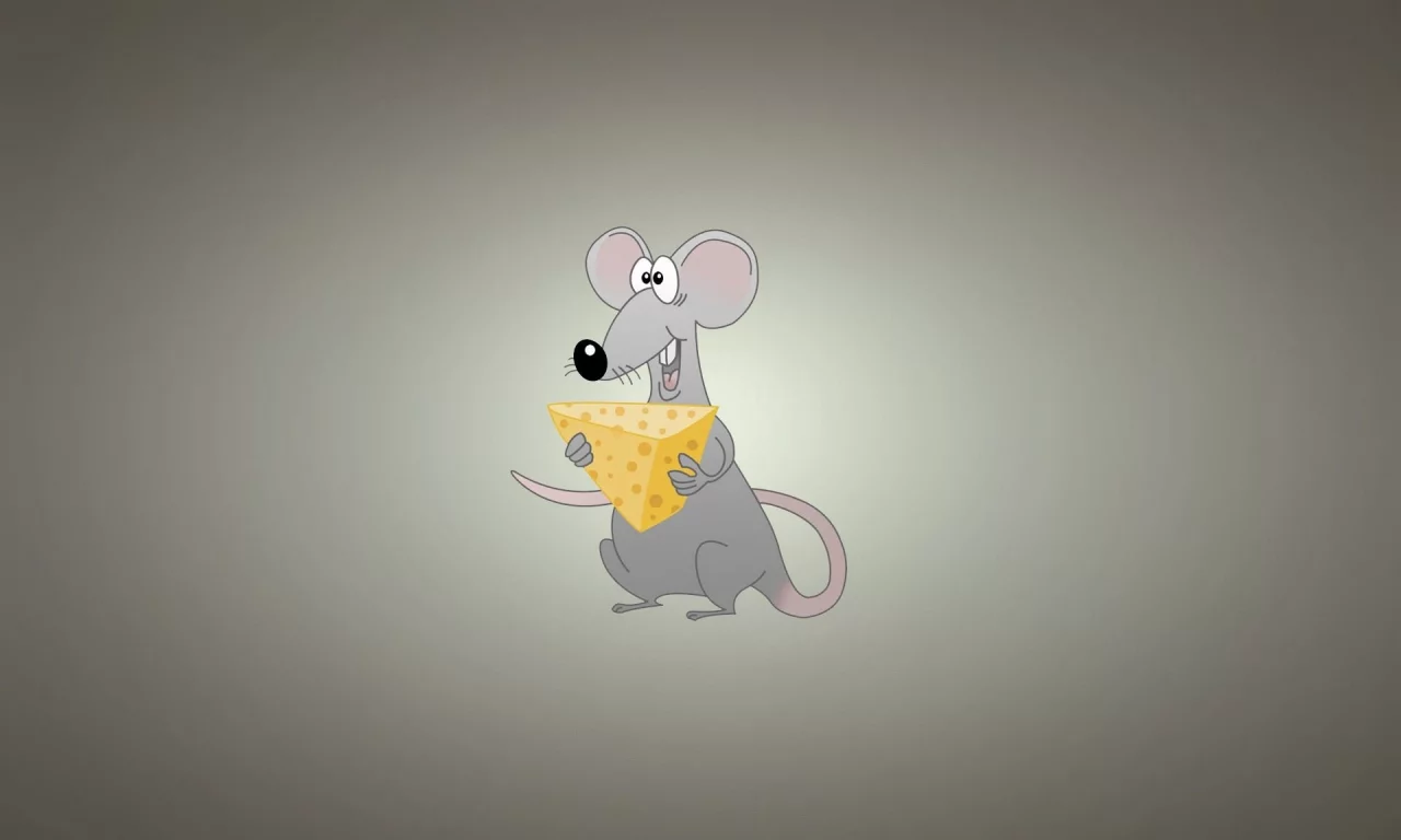 miscellaneous, background, rat, cheese, funny
