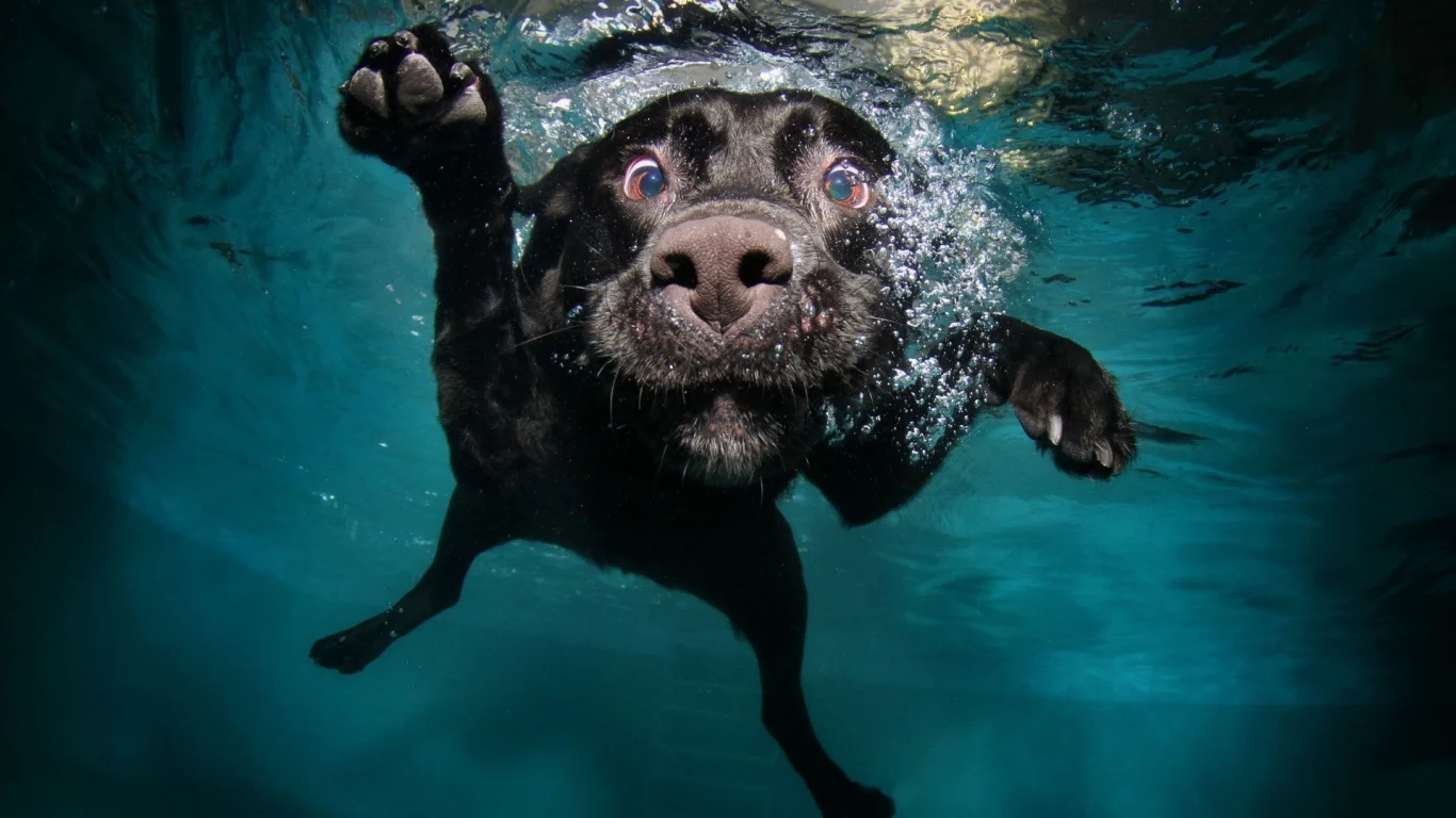 animal, dog, underwater