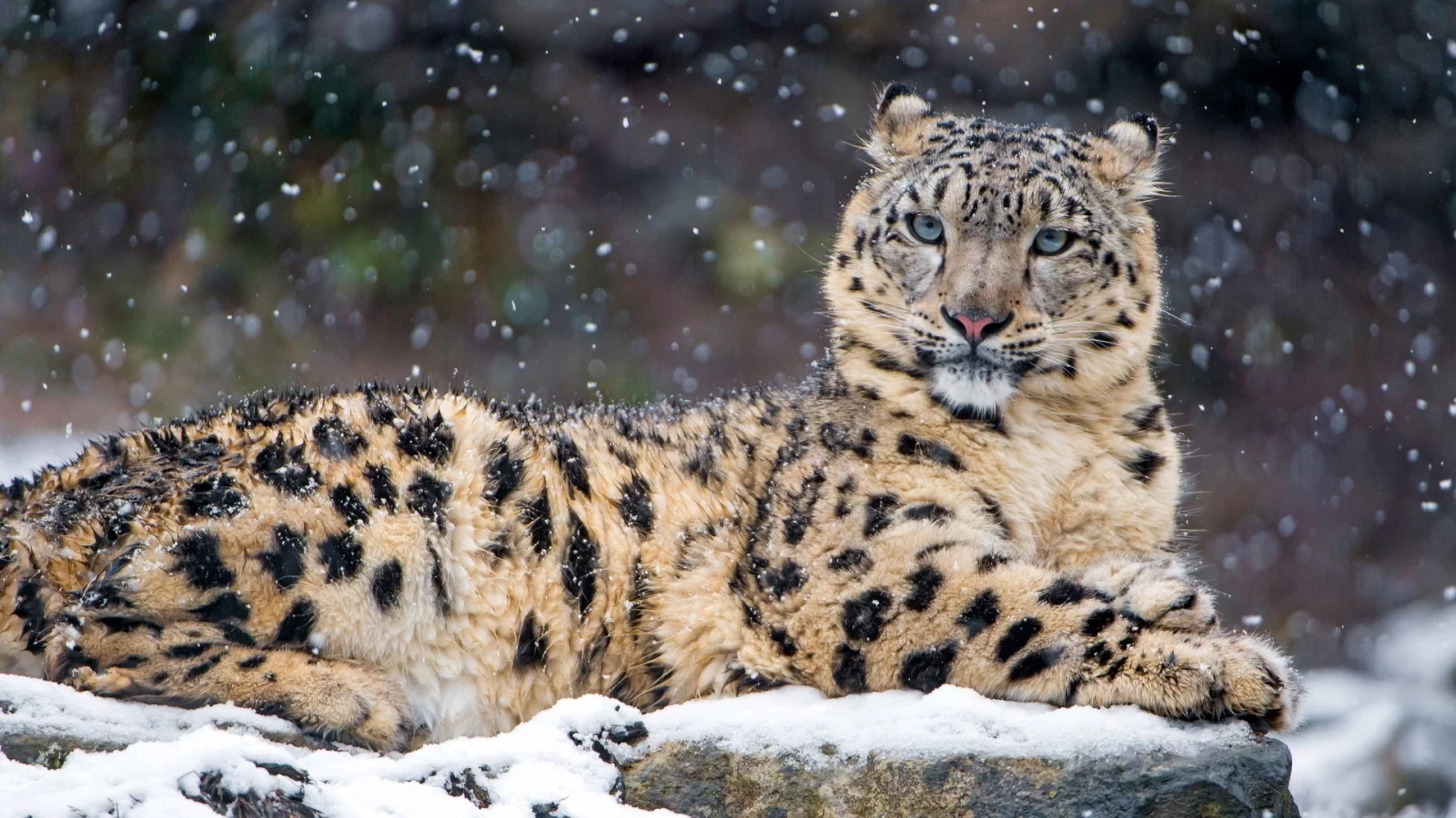 animal, snow leopard, snow