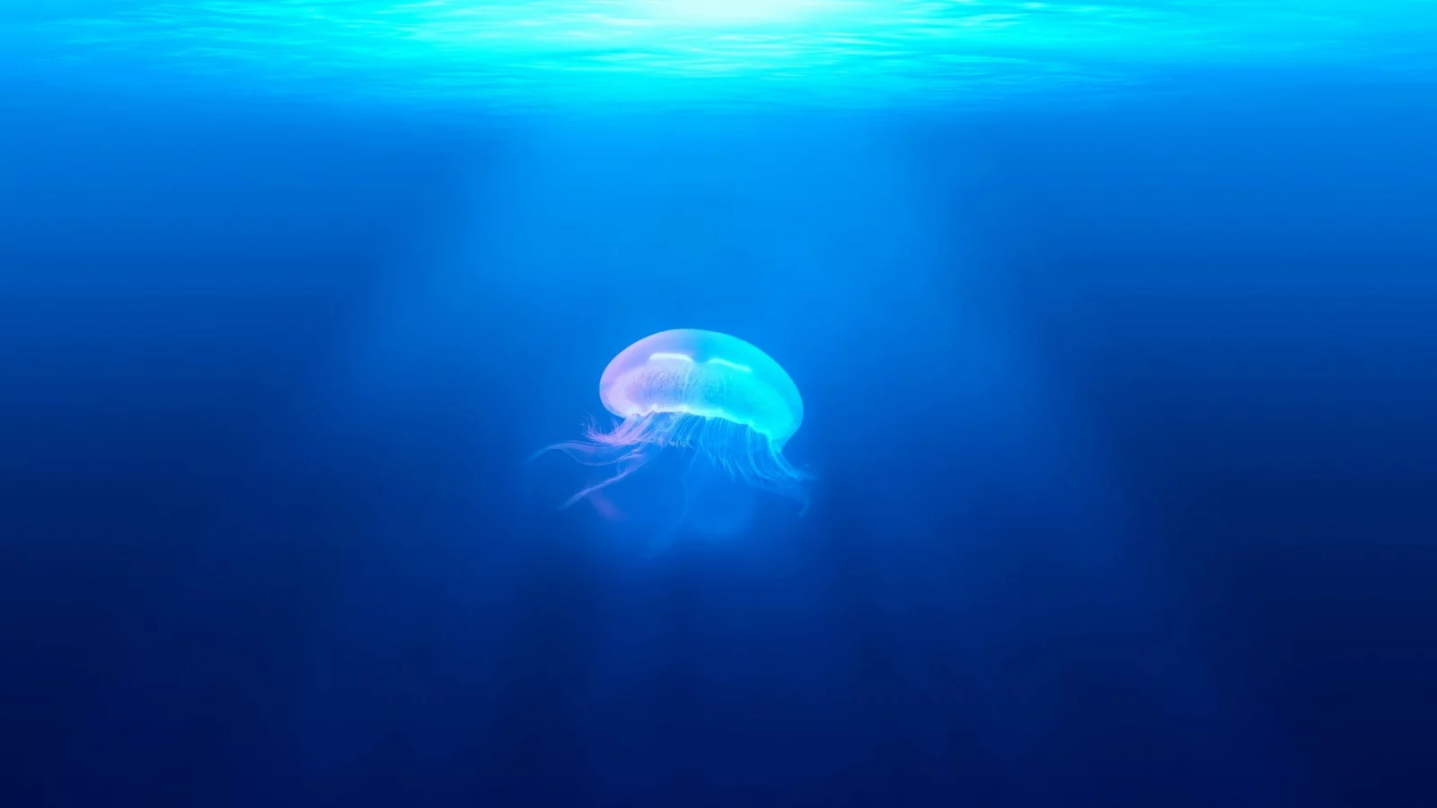 jellyfish, underwater