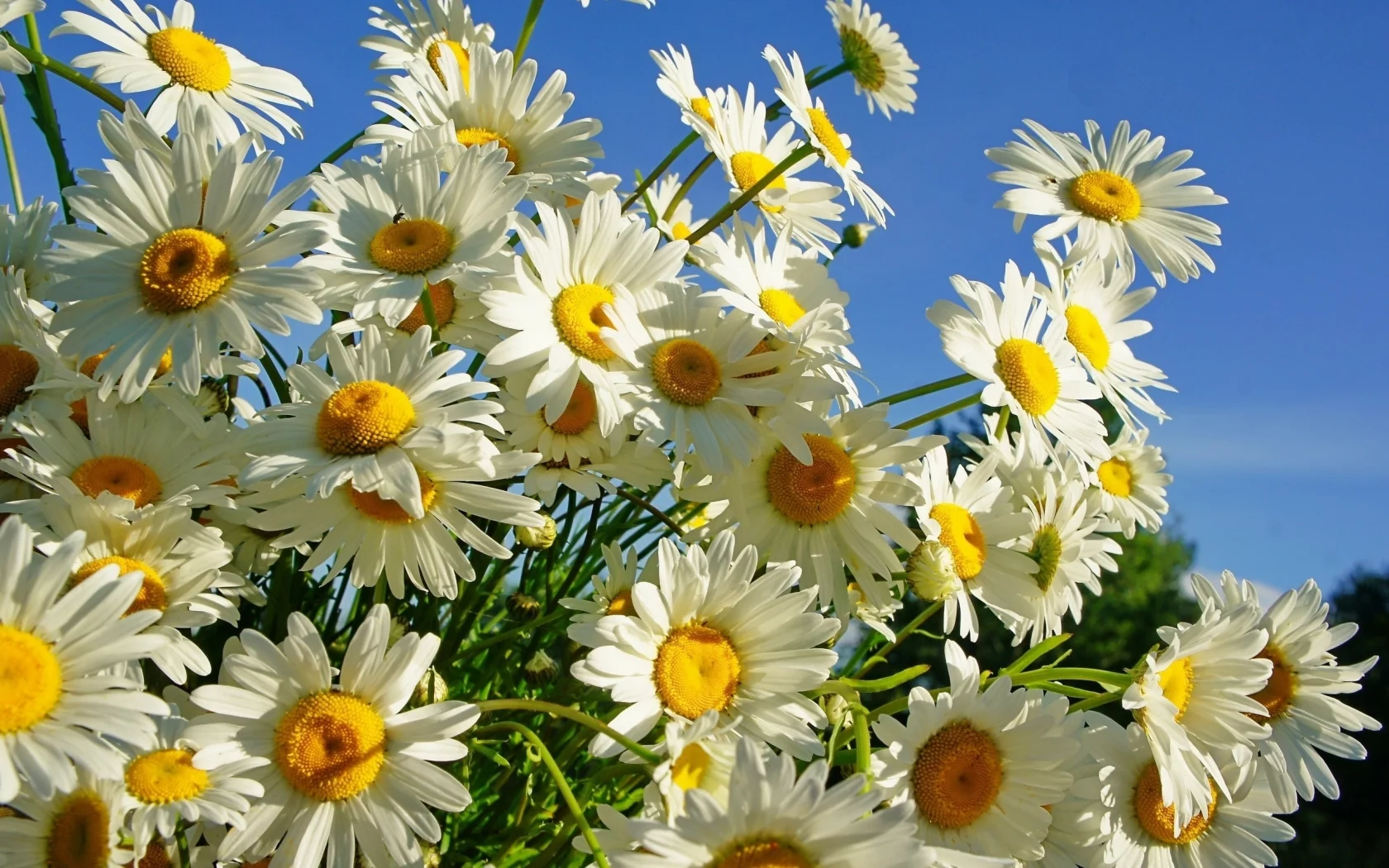 beautiful, summer, flowers, chamomile