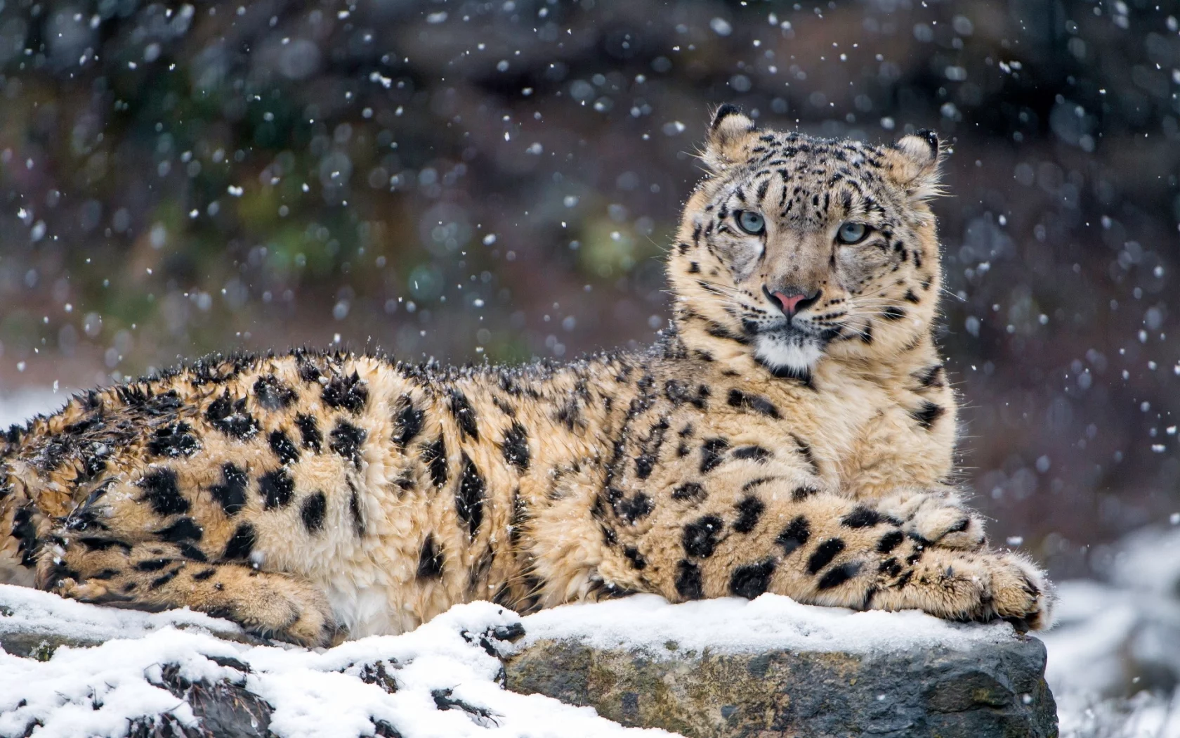 animal, snow leopard, snow