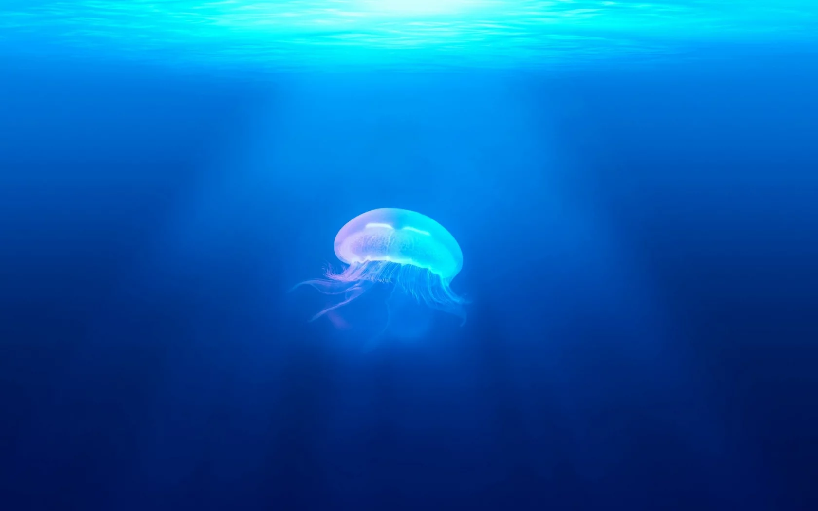 jellyfish, underwater