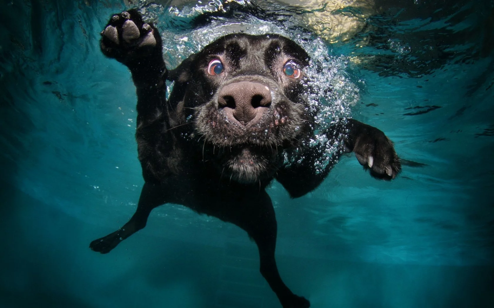 animal, dog, underwater