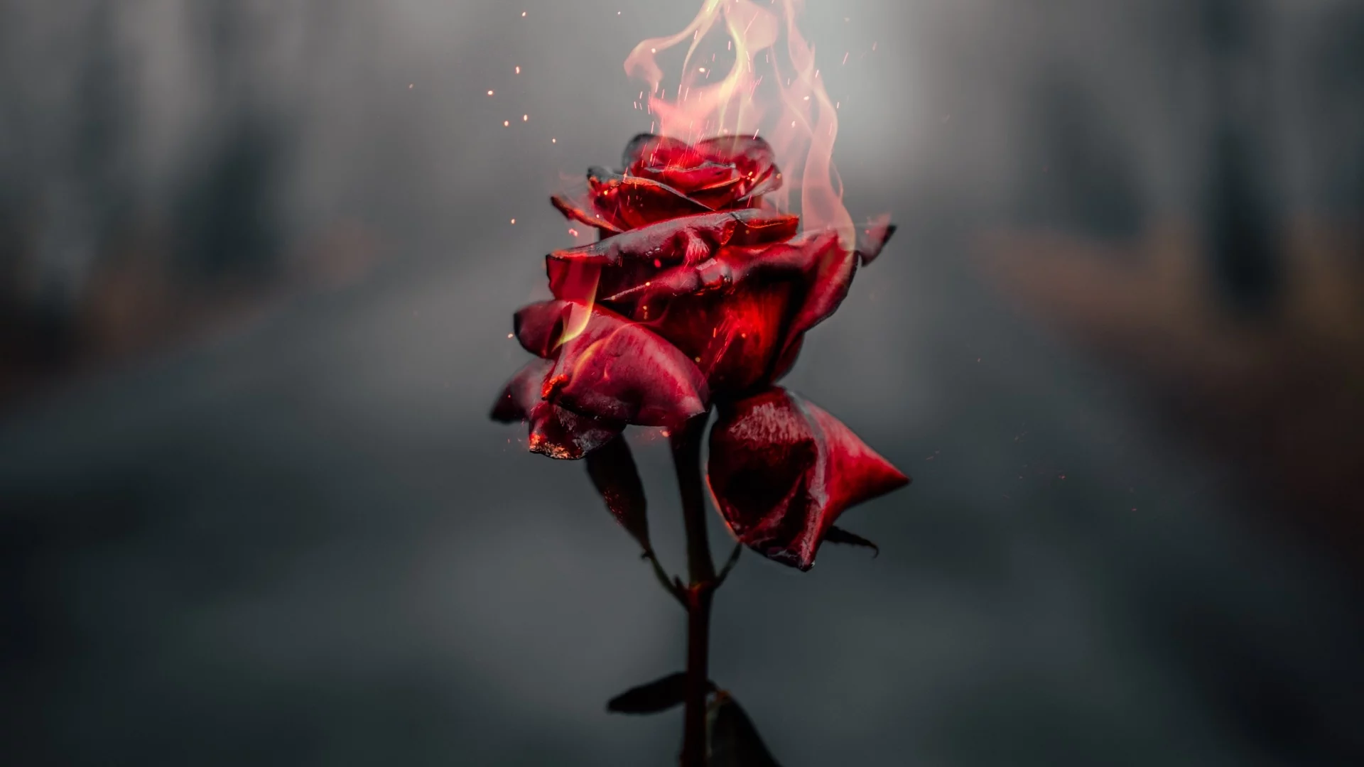 rose, flower, fire, burning, dark
