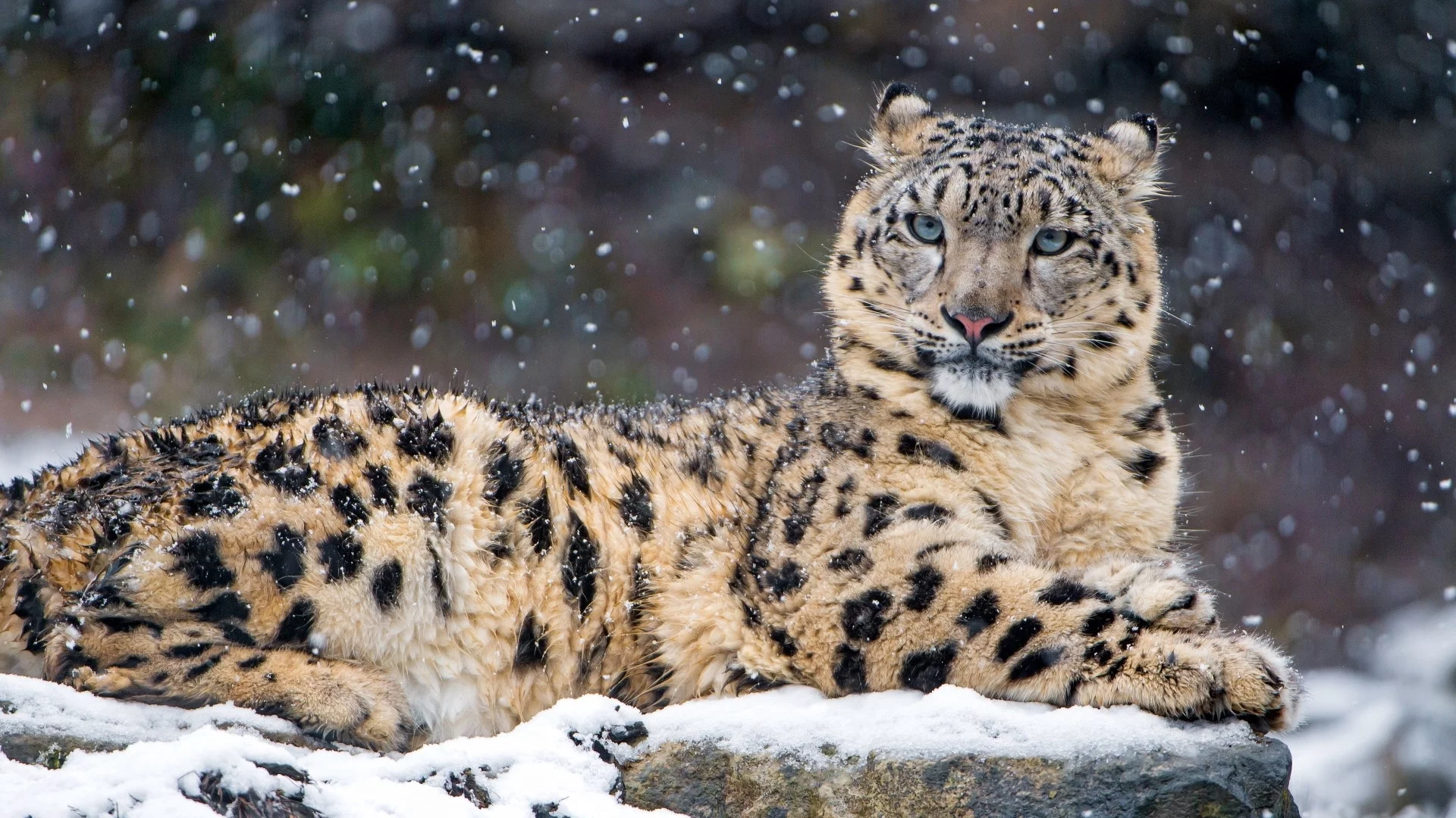animal, snow leopard, snow