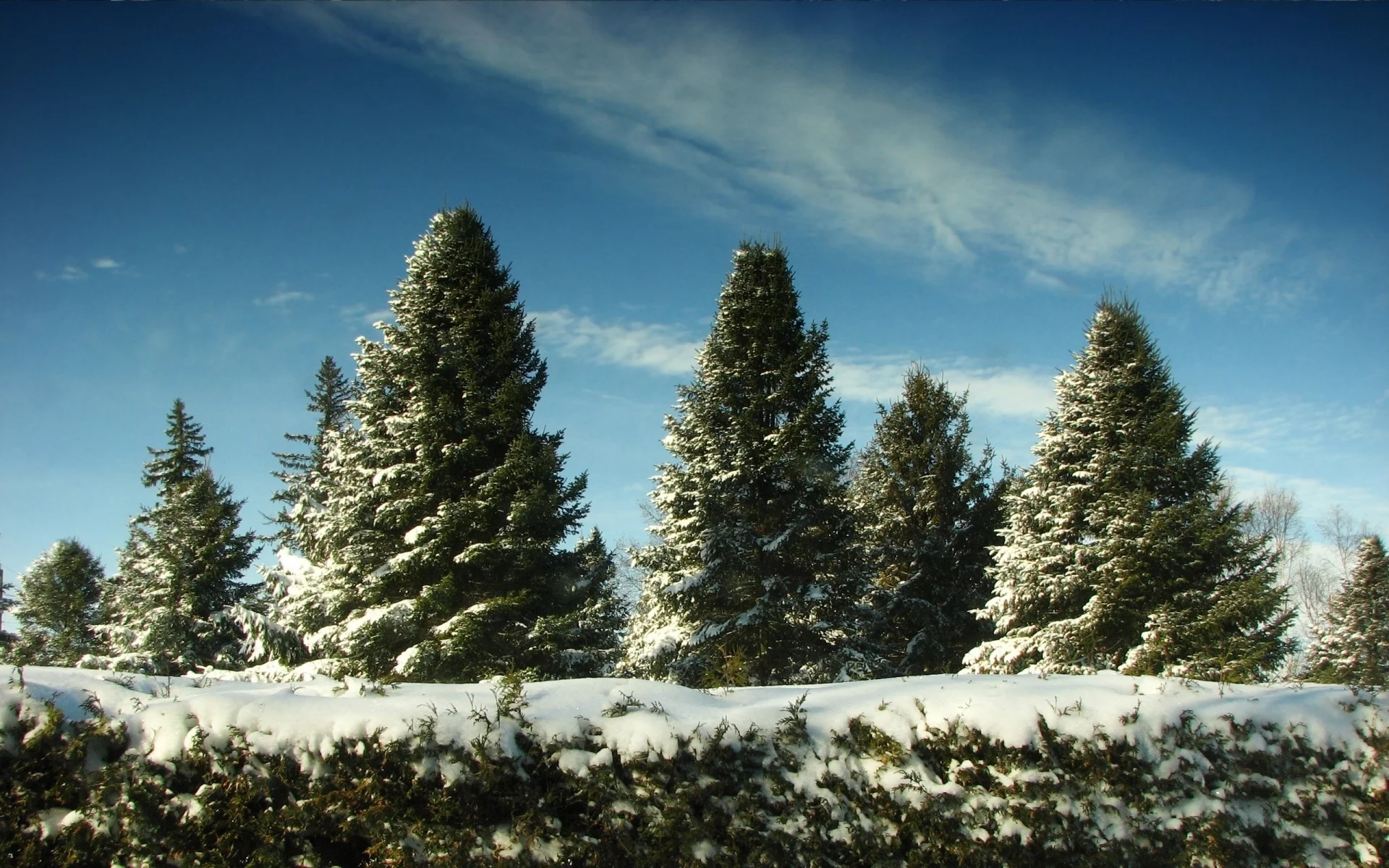 christmas trees, snow, sky