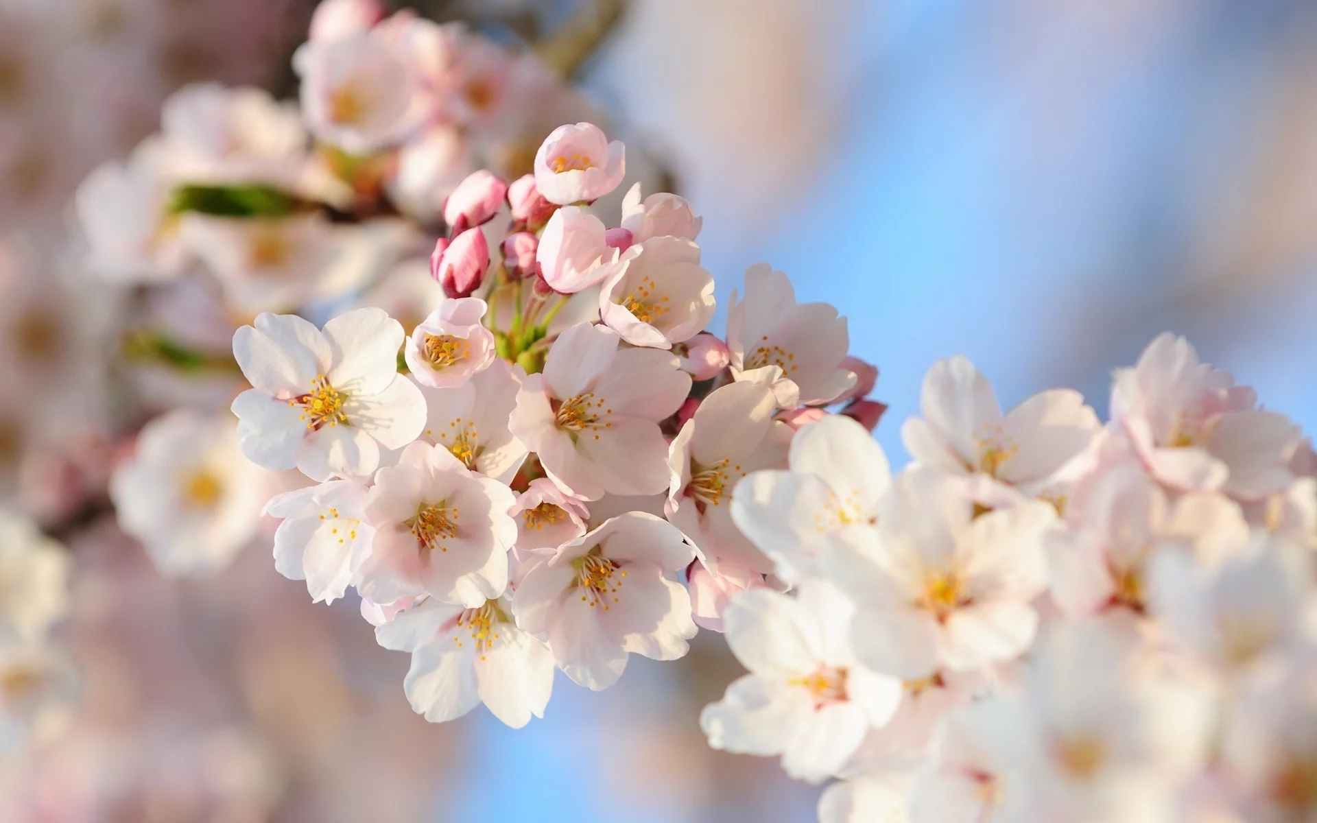 flowers, branch