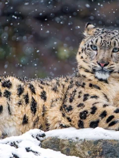 animal, snow leopard, snow
