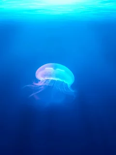 jellyfish, underwater