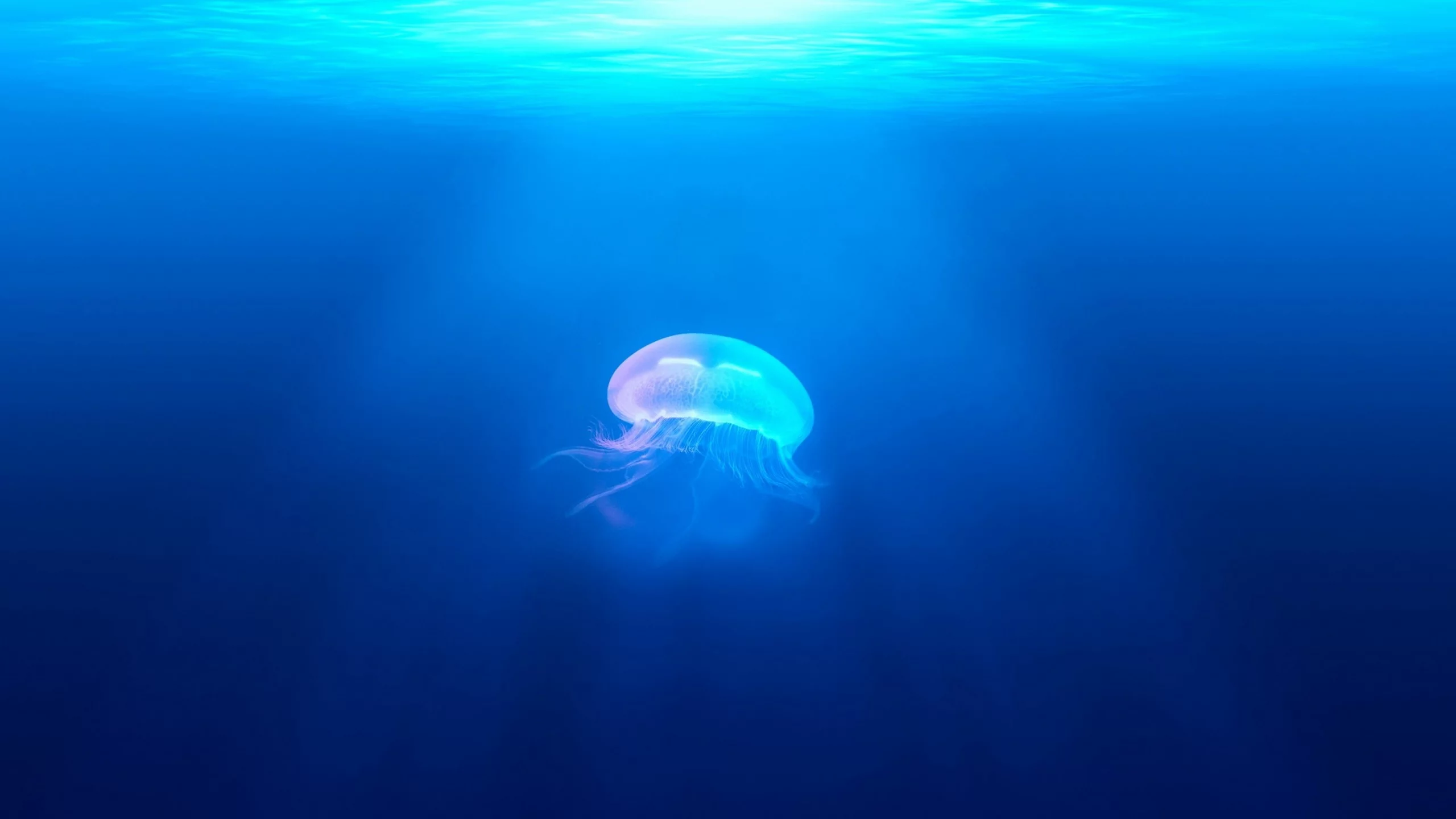 jellyfish, underwater