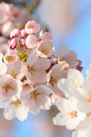 flowers, branch