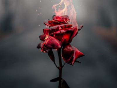 rose, flower, fire, burning, dark
