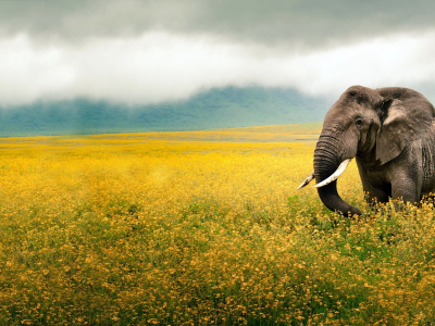 elephant, flowers, yellow, photography, clouds