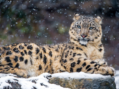animal, snow leopard, snow