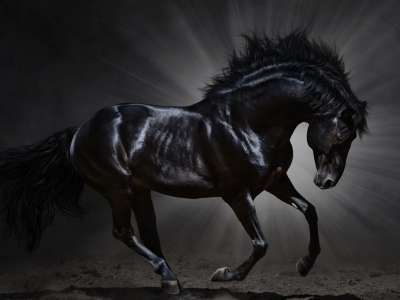 animal, horse, black horse