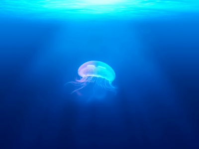 jellyfish, underwater