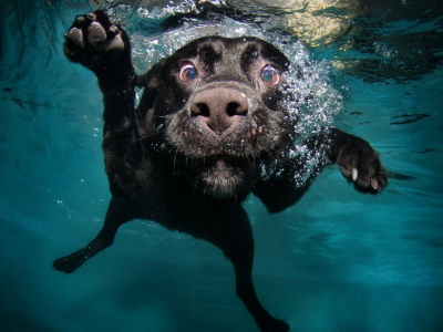 animal, dog, underwater
