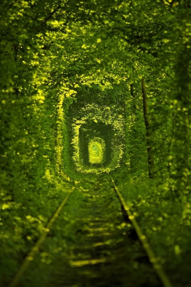 nature, path, ukraine, macro, photo