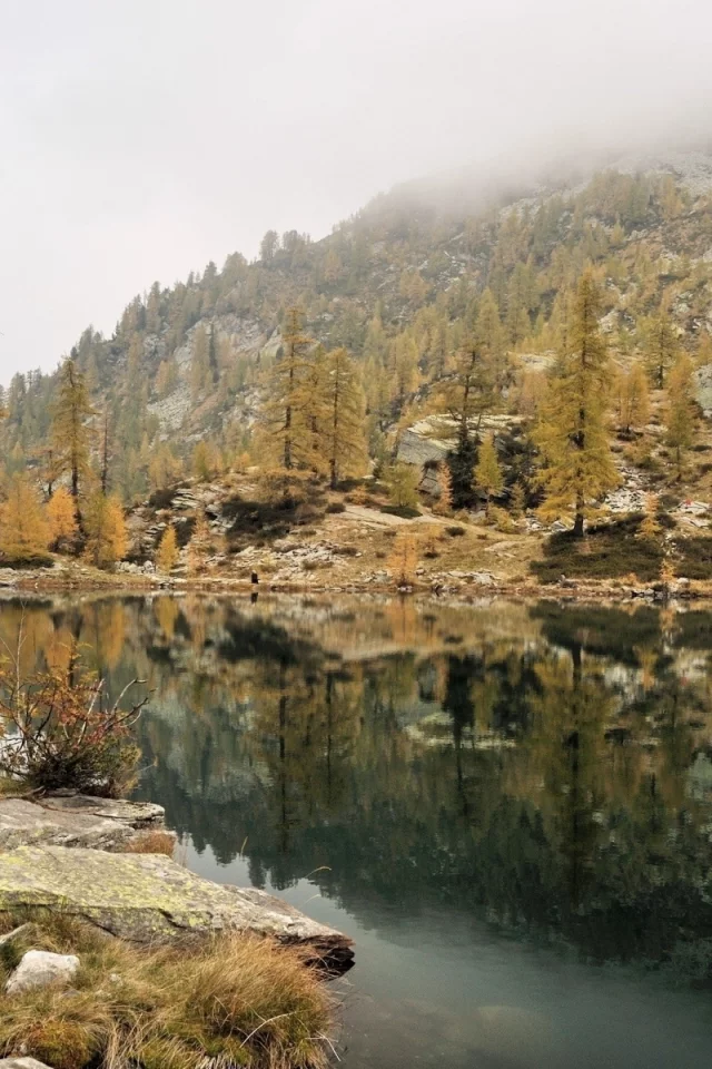 nature, forest, mountains, lake