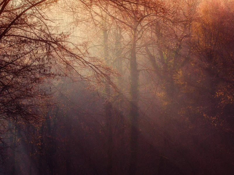 nature, forest, trees, fog