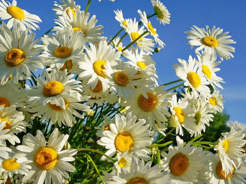 beautiful, summer, flowers, chamomile