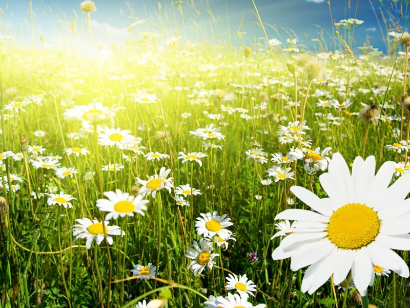 field, chamomile, un, flowers, sky