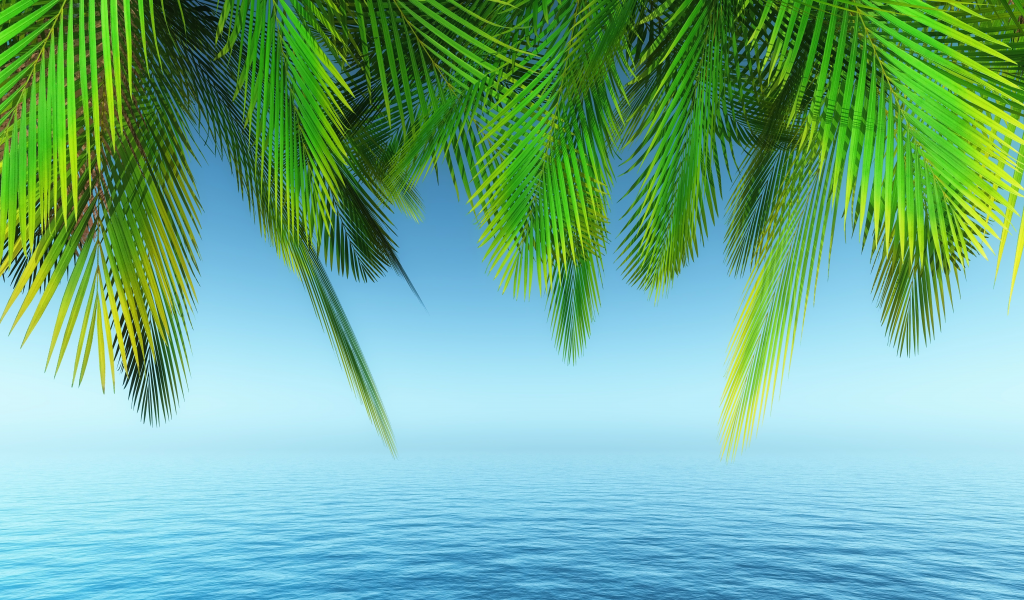 palm trees, tree, water, day time, plant