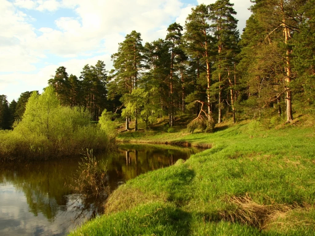 shore, lake, forest, green, summer, coniferous, midday