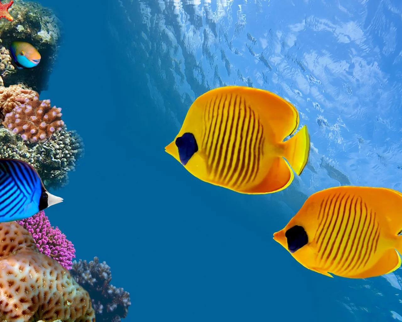 aquarium, fish, underwater