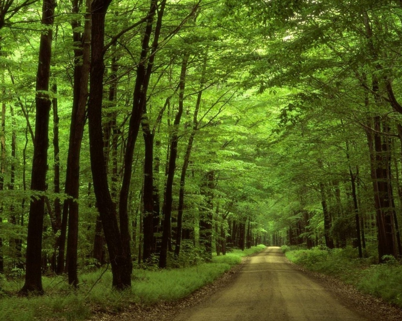 sunlight, trees, forest, nature, road, green