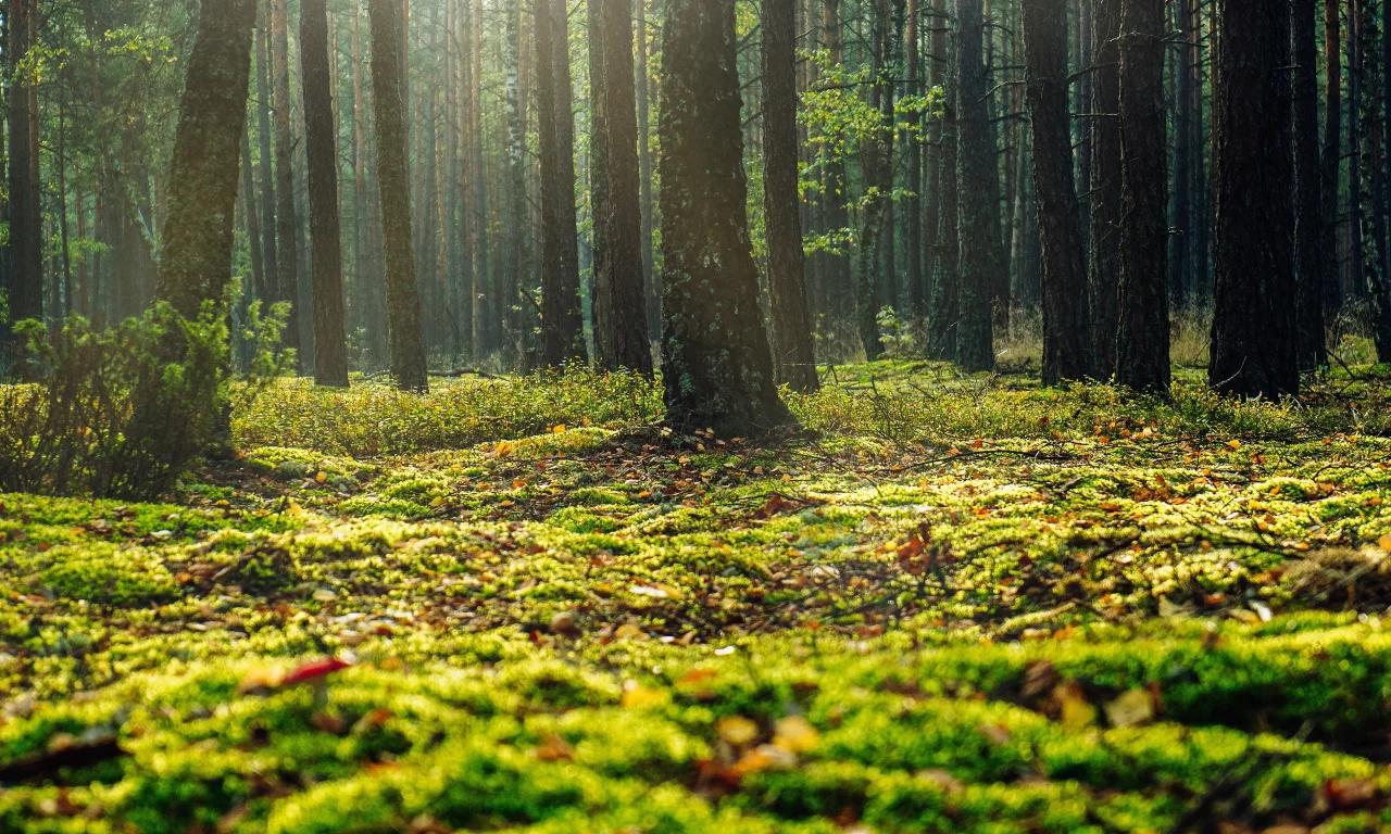 nature, forest, grass, trees