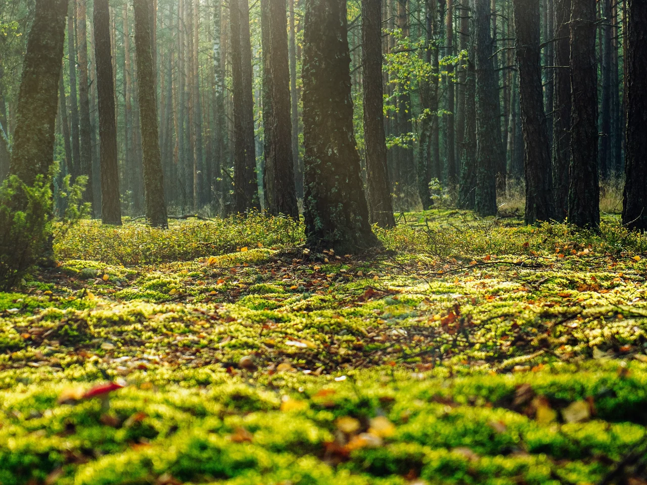 nature, forest, grass, trees