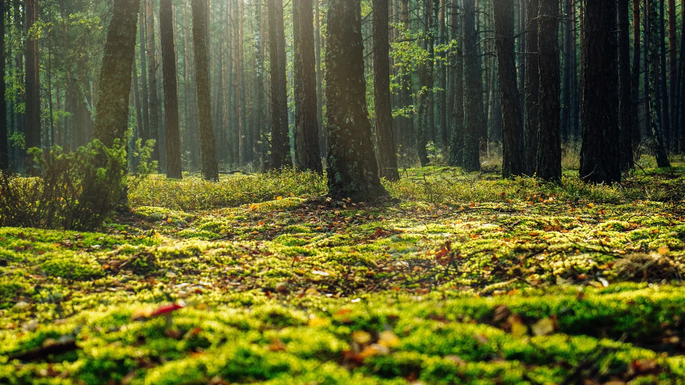 nature, forest, grass, trees