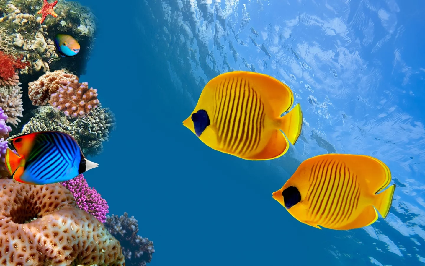 aquarium, fish, underwater