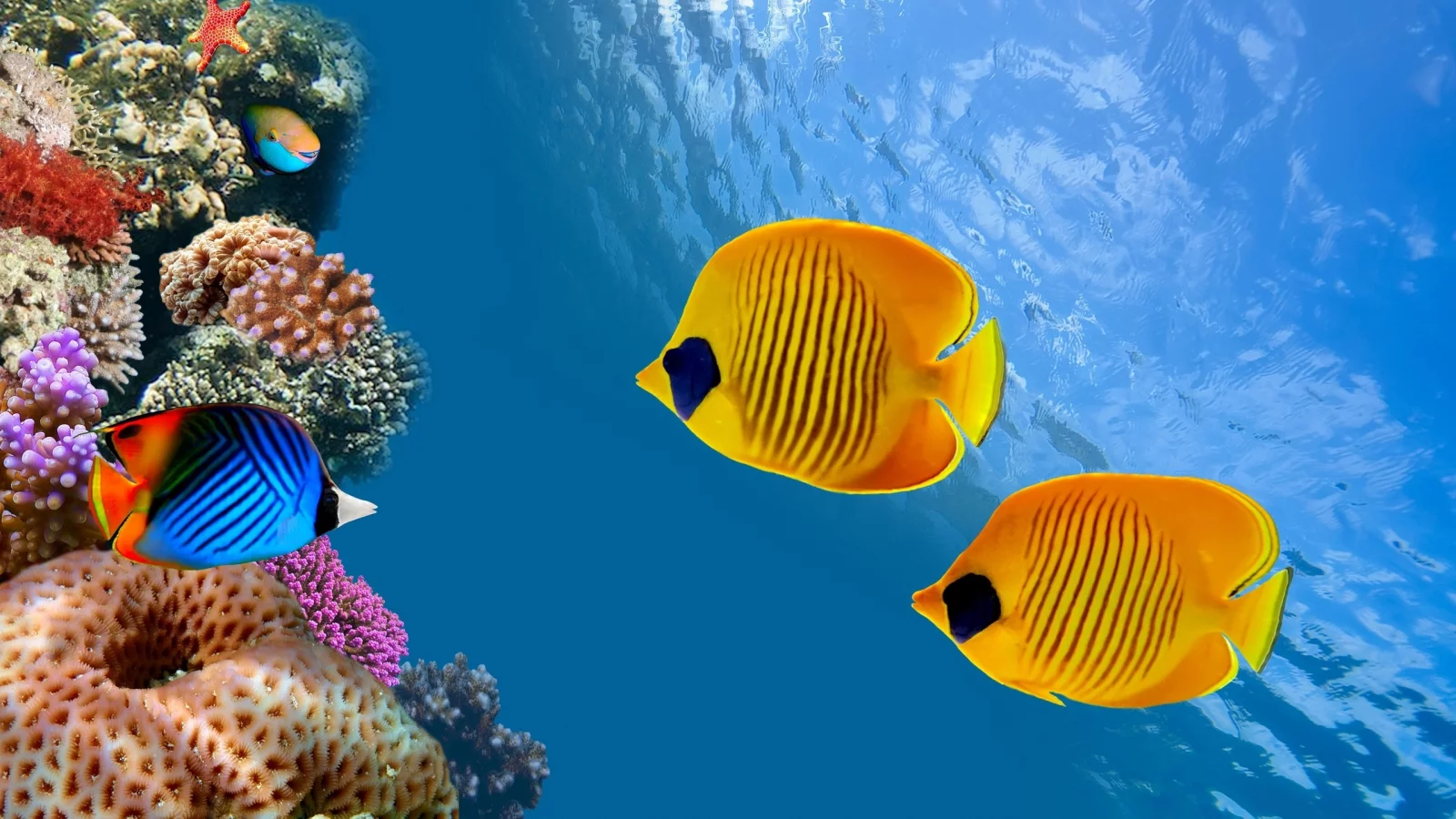 aquarium, fish, underwater