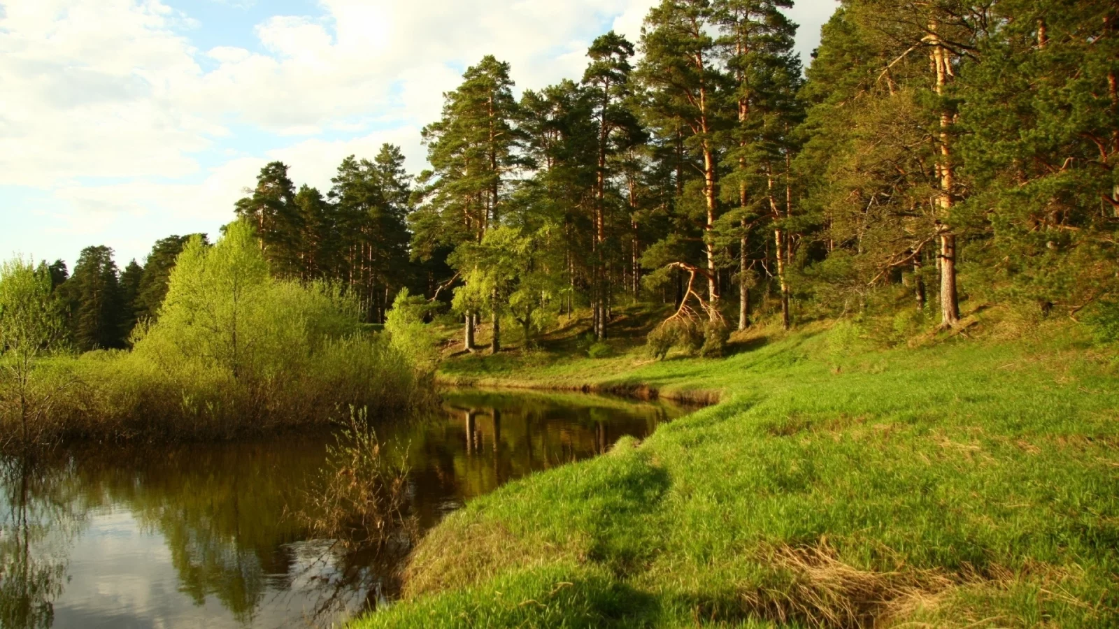 shore, lake, forest, green, summer, coniferous, midday