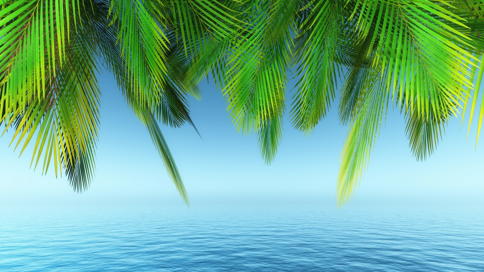 palm trees, tree, water, day time, plant